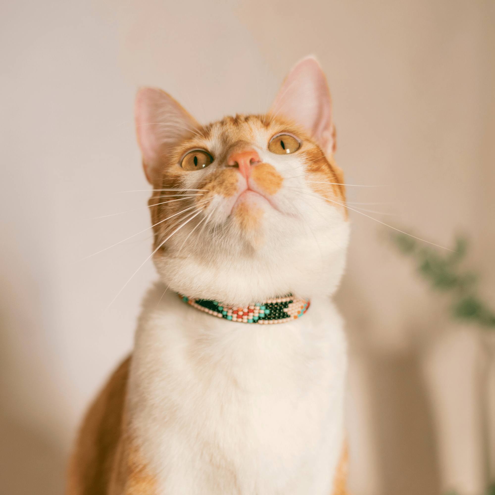 Phoenix Sambboho cat collar