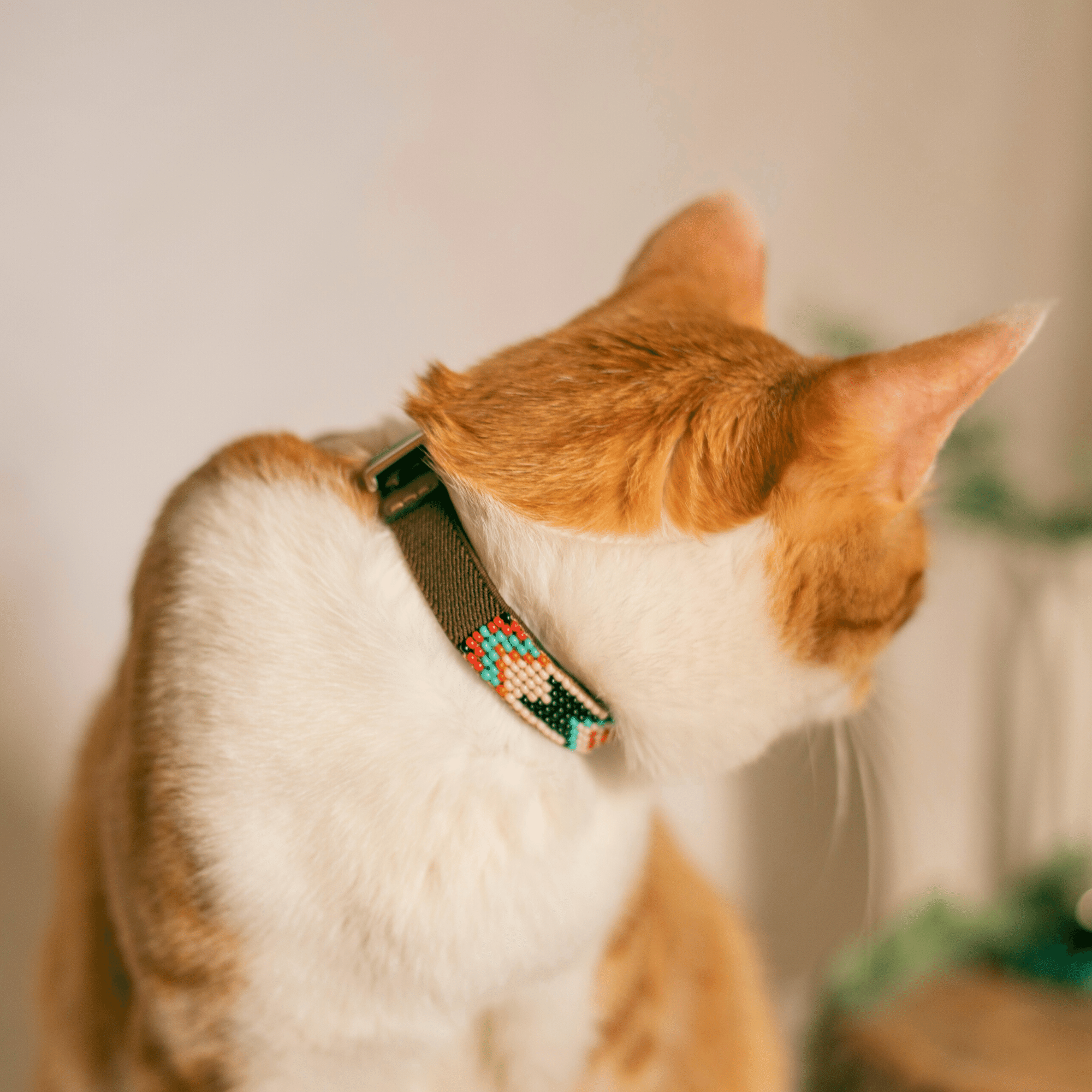 Phoenix Sambboho cat collar
