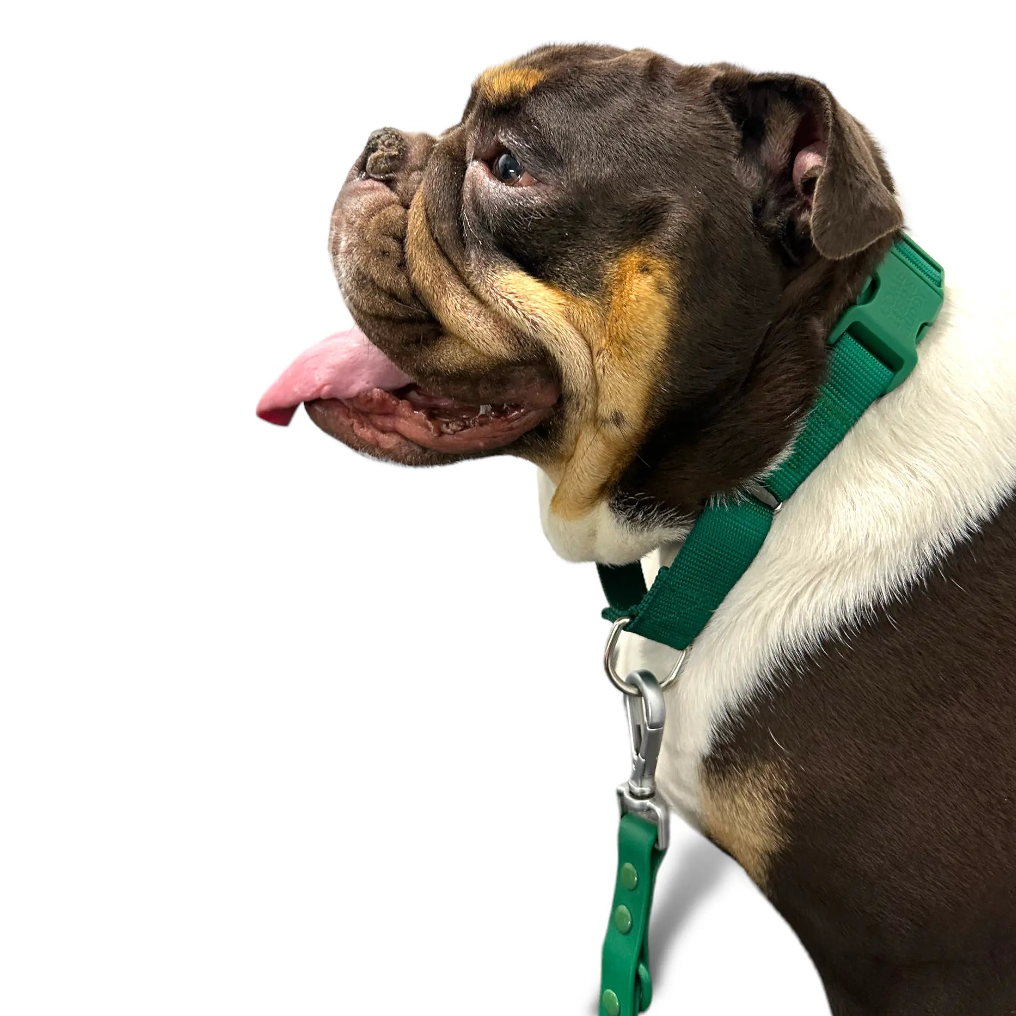 Martingale Dog Collar - K9 Outdoors