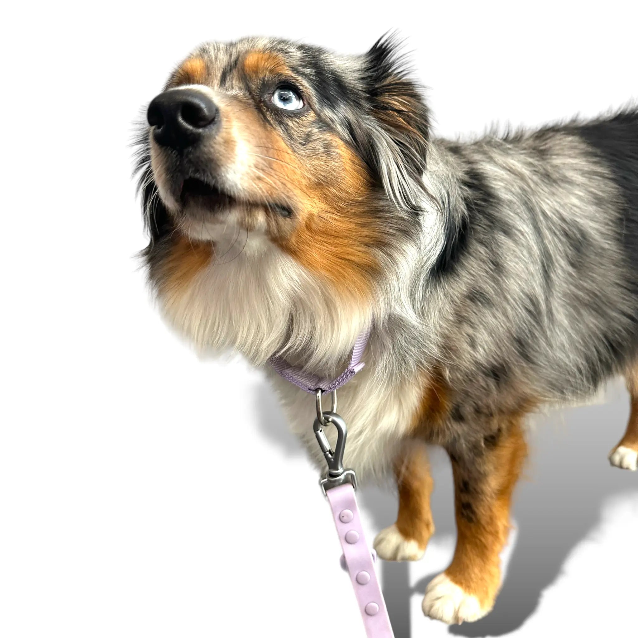 Martingale Dog Collar - K9 Outdoors