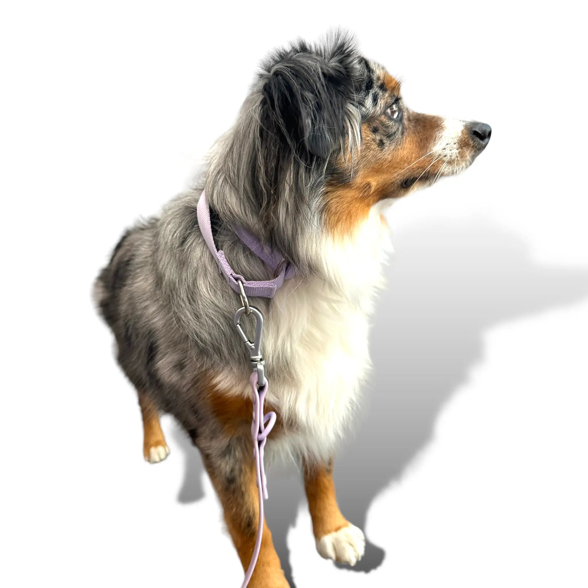 Martingale Dog Collar - K9 Outdoors