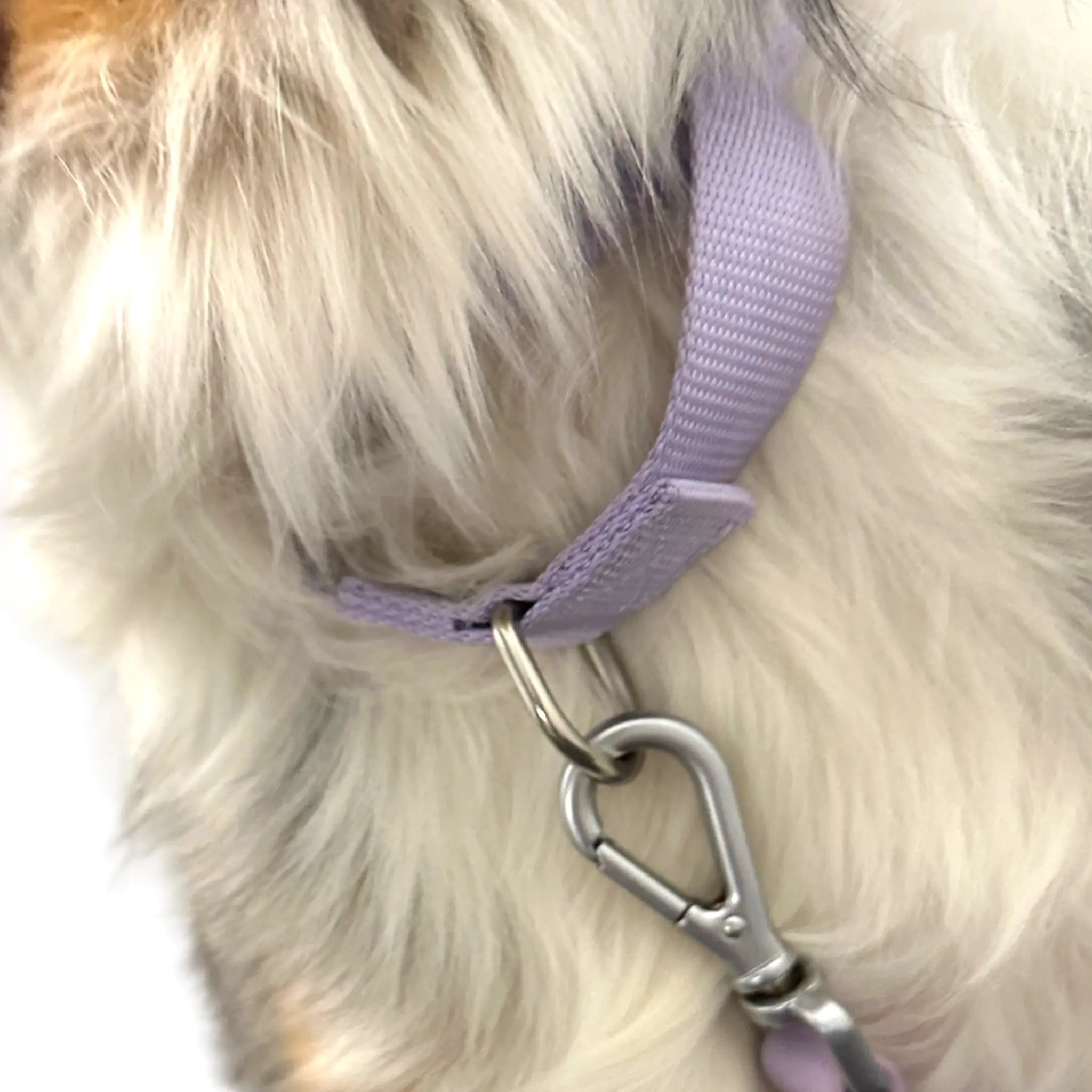 Martingale Dog Collar - K9 Outdoors