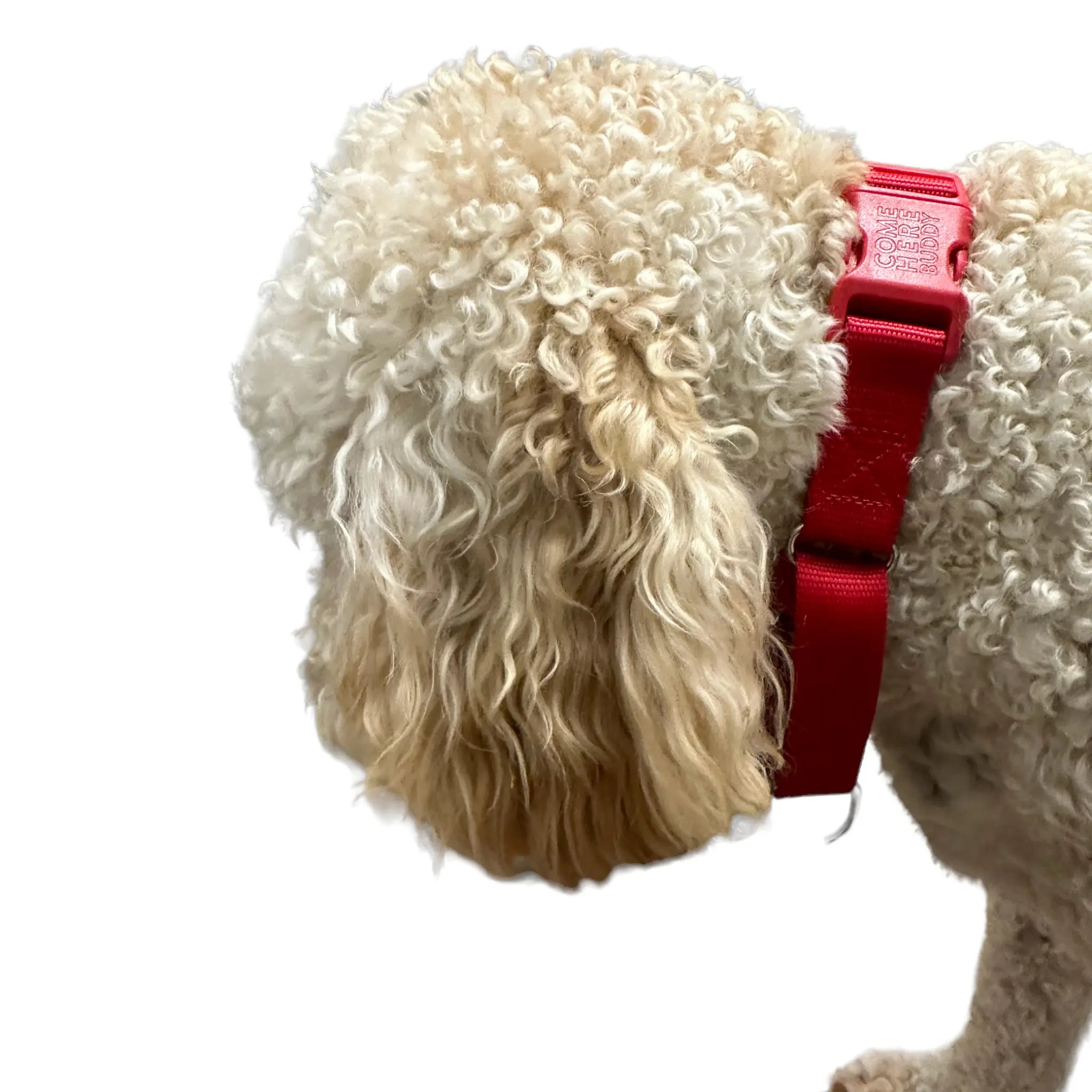 Martingale Dog Collar - K9 Outdoors