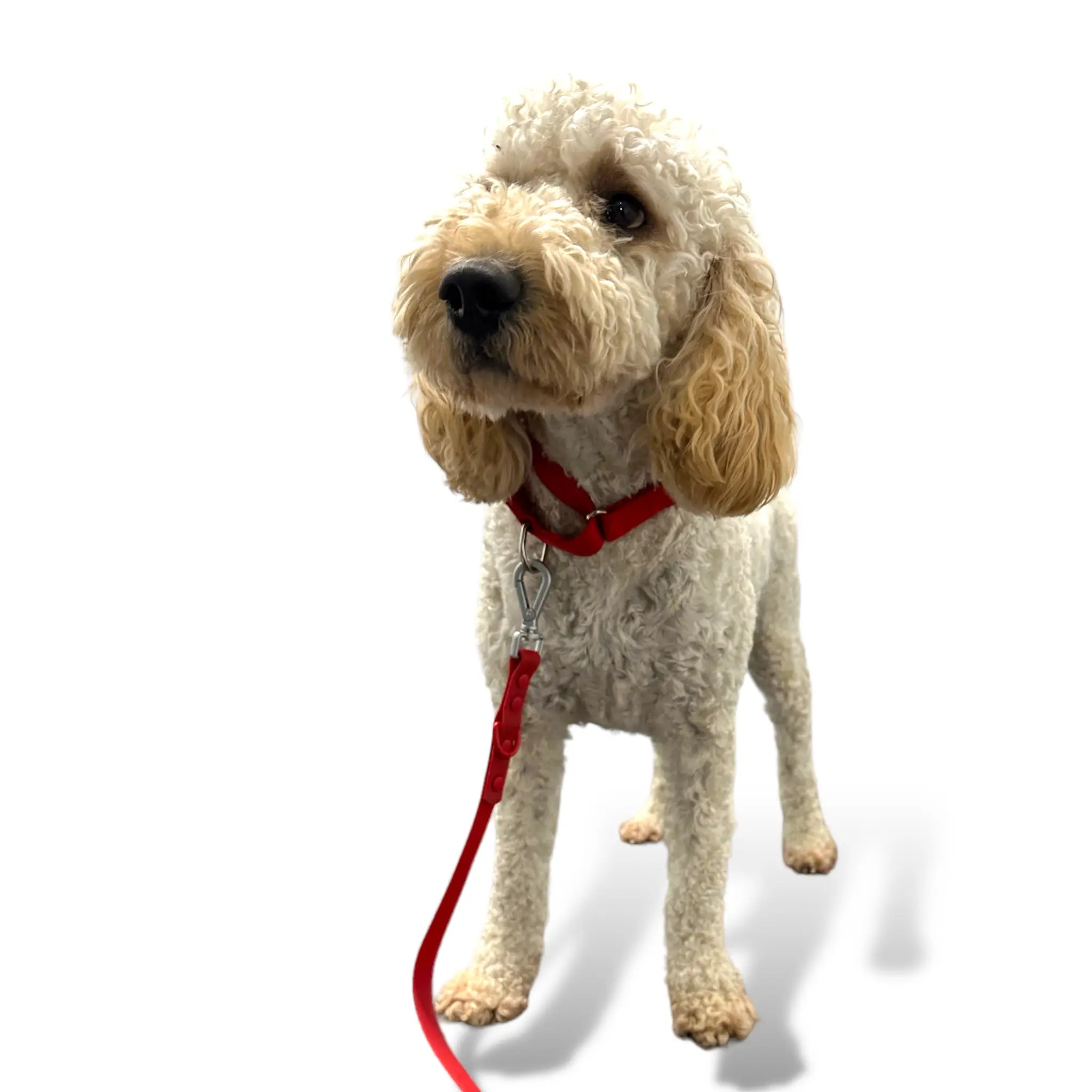 Martingale Dog Collar - K9 Outdoors