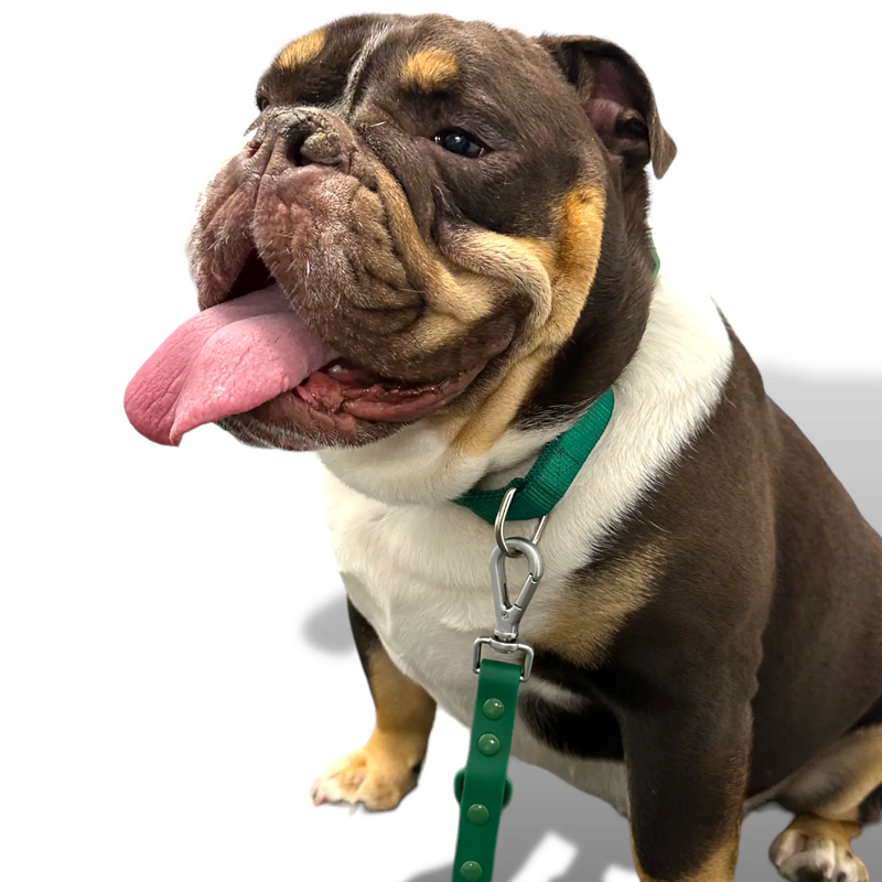 Martingale Dog Collar