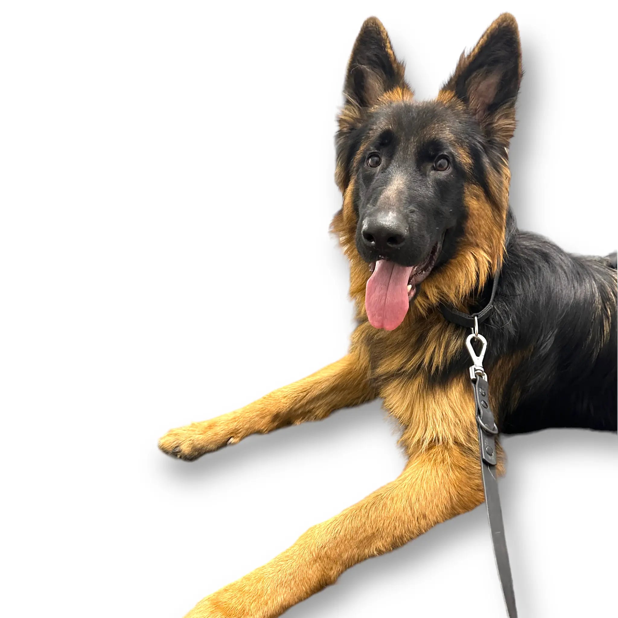 Martingale Dog Collar