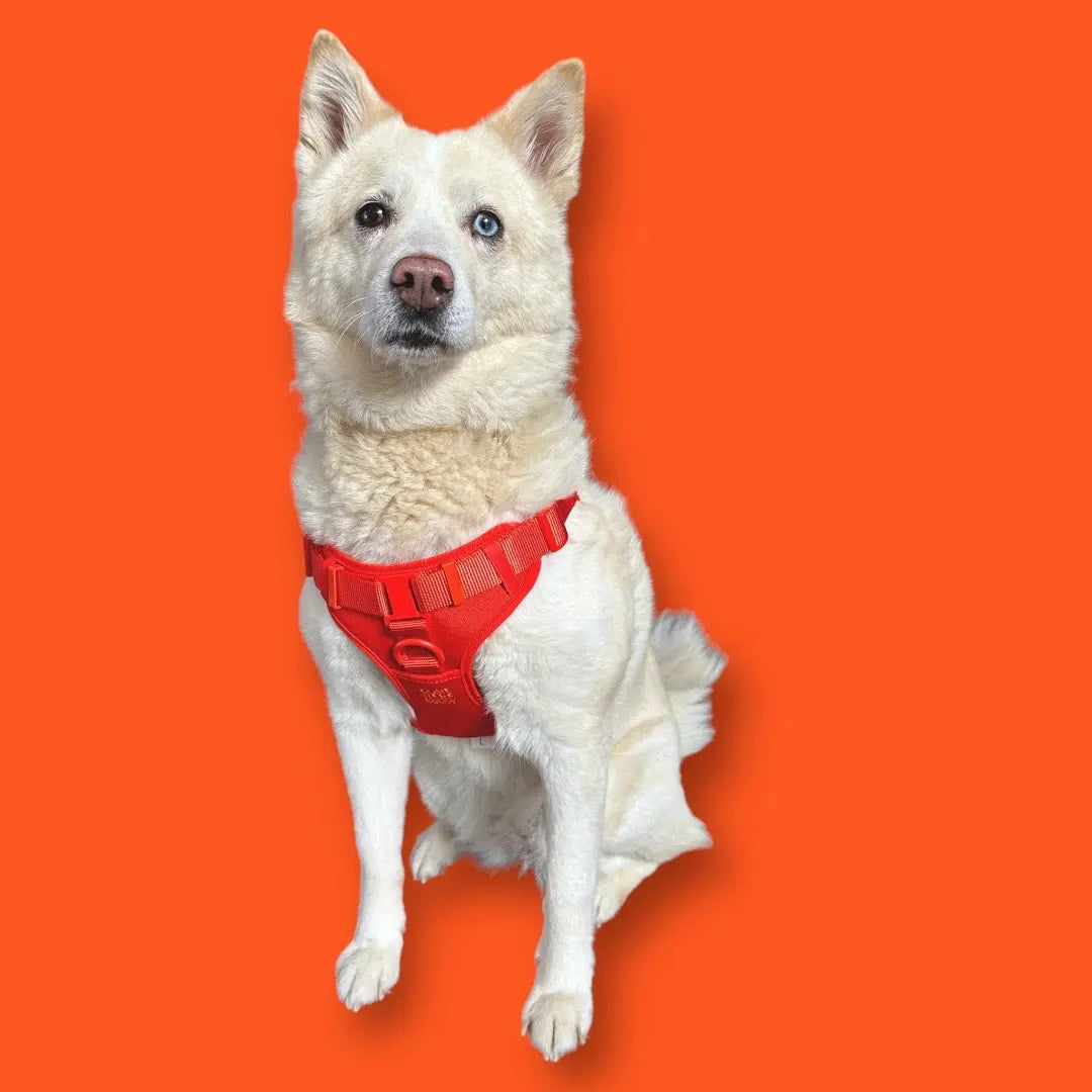 Step In Dog Harness - K9 Outdoors