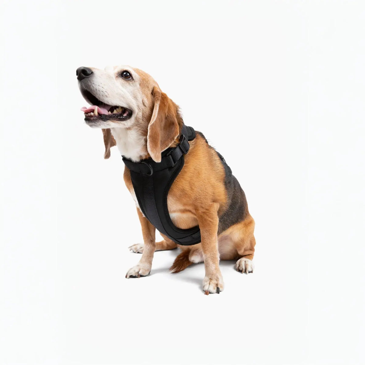 Harness