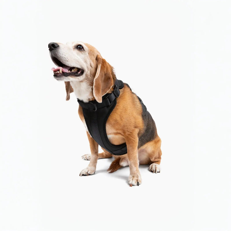 Harness