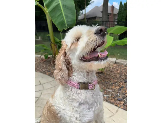 Cobra Braid in Pink & White Stripes - Handmade Dog Collar Pawsh Pup Co.