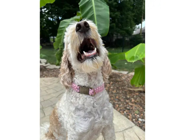 Cobra Braid in Pink & White Stripes - Handmade Dog Collar Pawsh Pup Co.