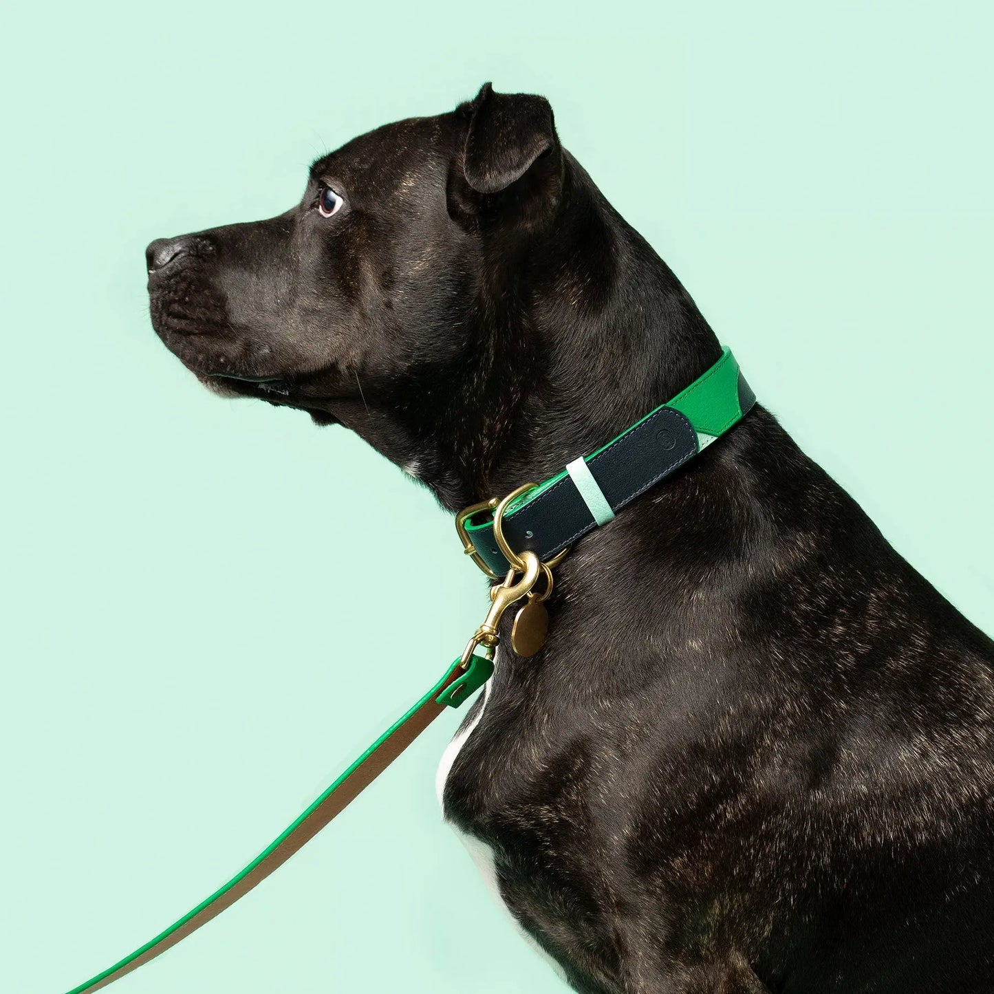 Brave Collar Ramona For You