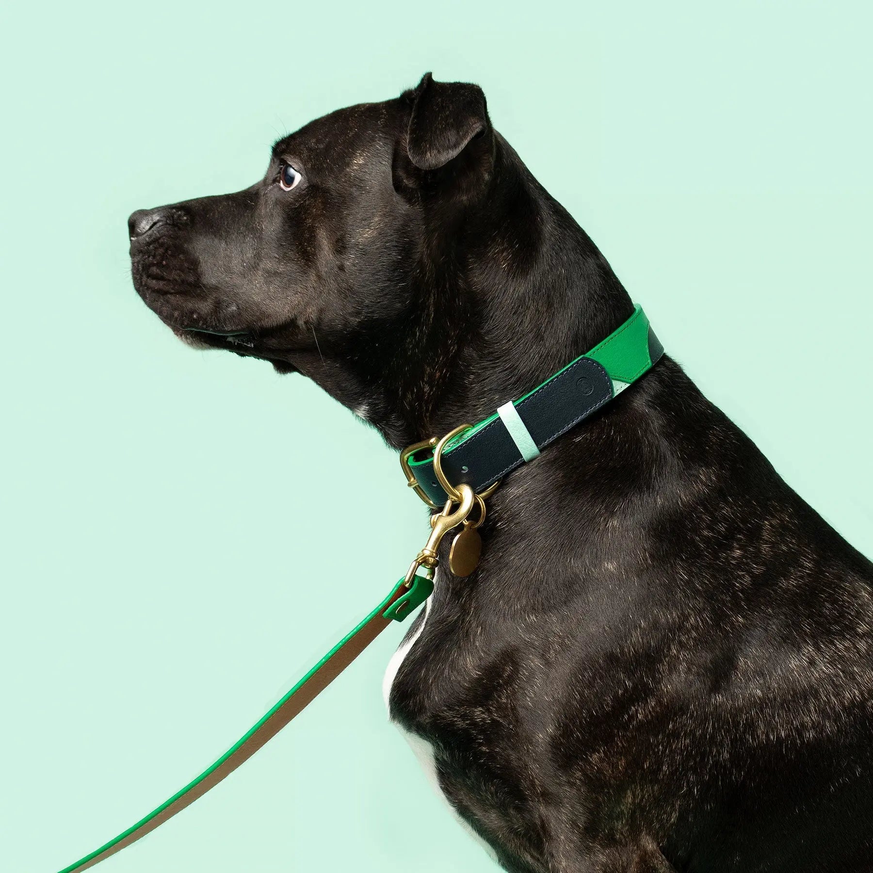 Brave Collar Ramona For You