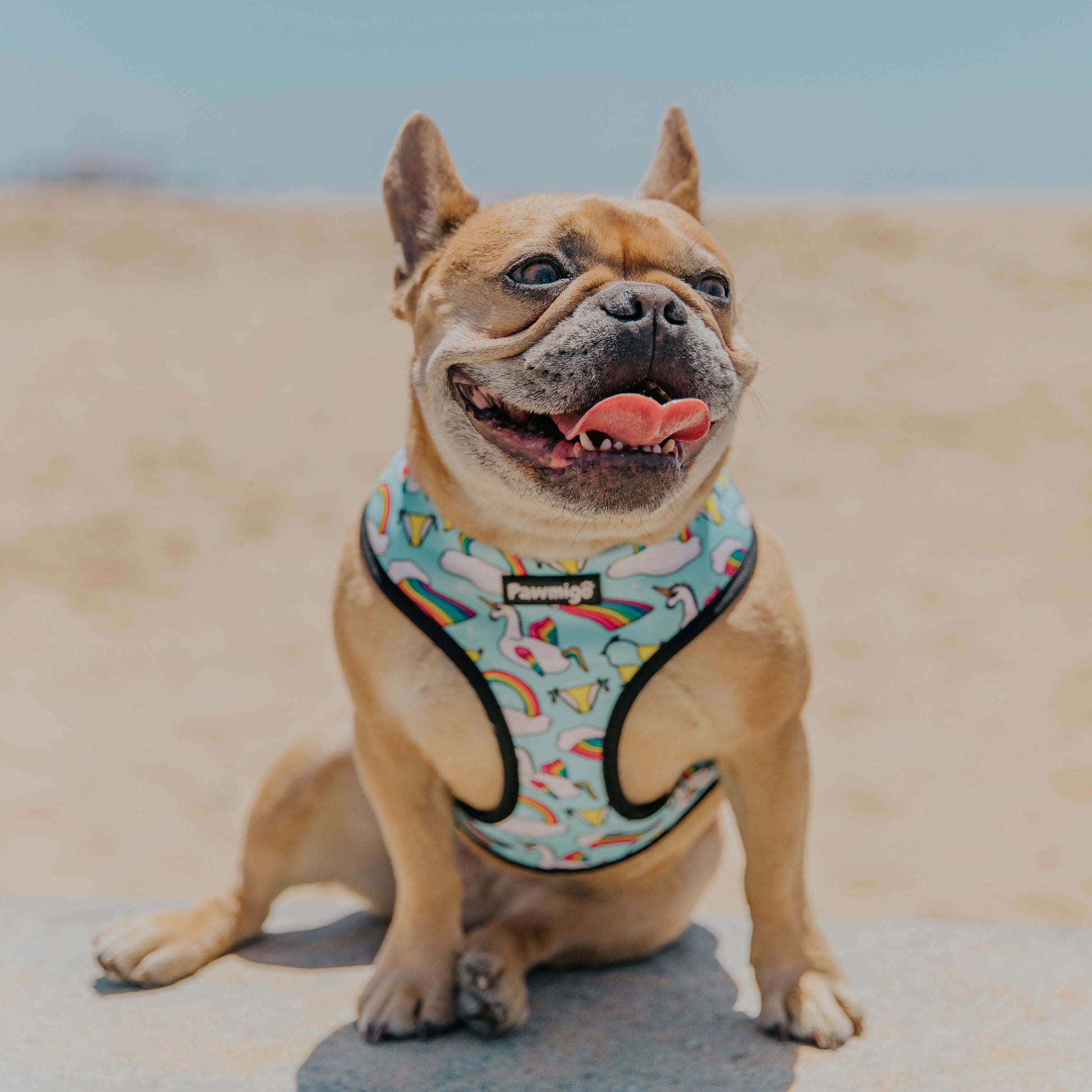 Pool Pawty Reversible Harness Pawmigo