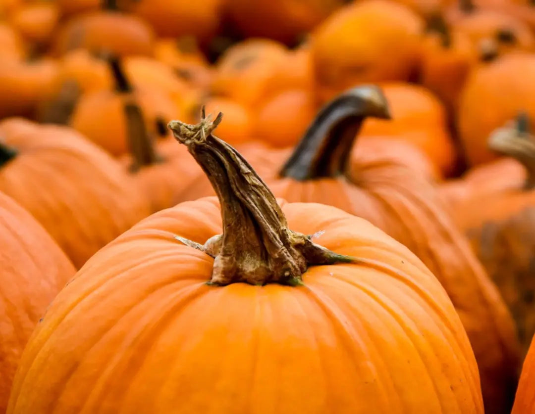 Pumpkin Flavored Yak Cheese Chew - made with REAL PUMPKIN Puree - Single Chief’s Treats and Pet Supplies