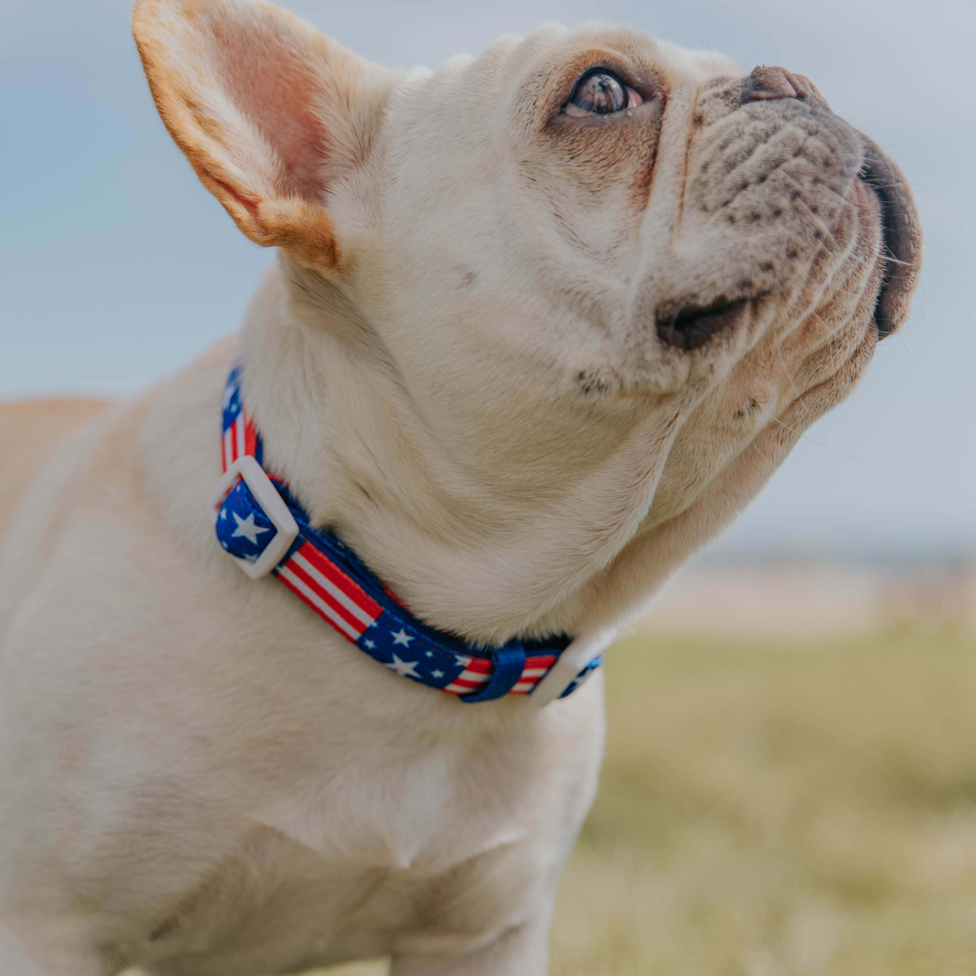 Red, White, & Bark Classic Collar Pawmigo
