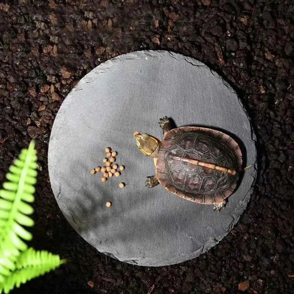 Natural Slate Reptile Basking Platform for Bearded Dragon, Lizard, Gecko Habitat Decor