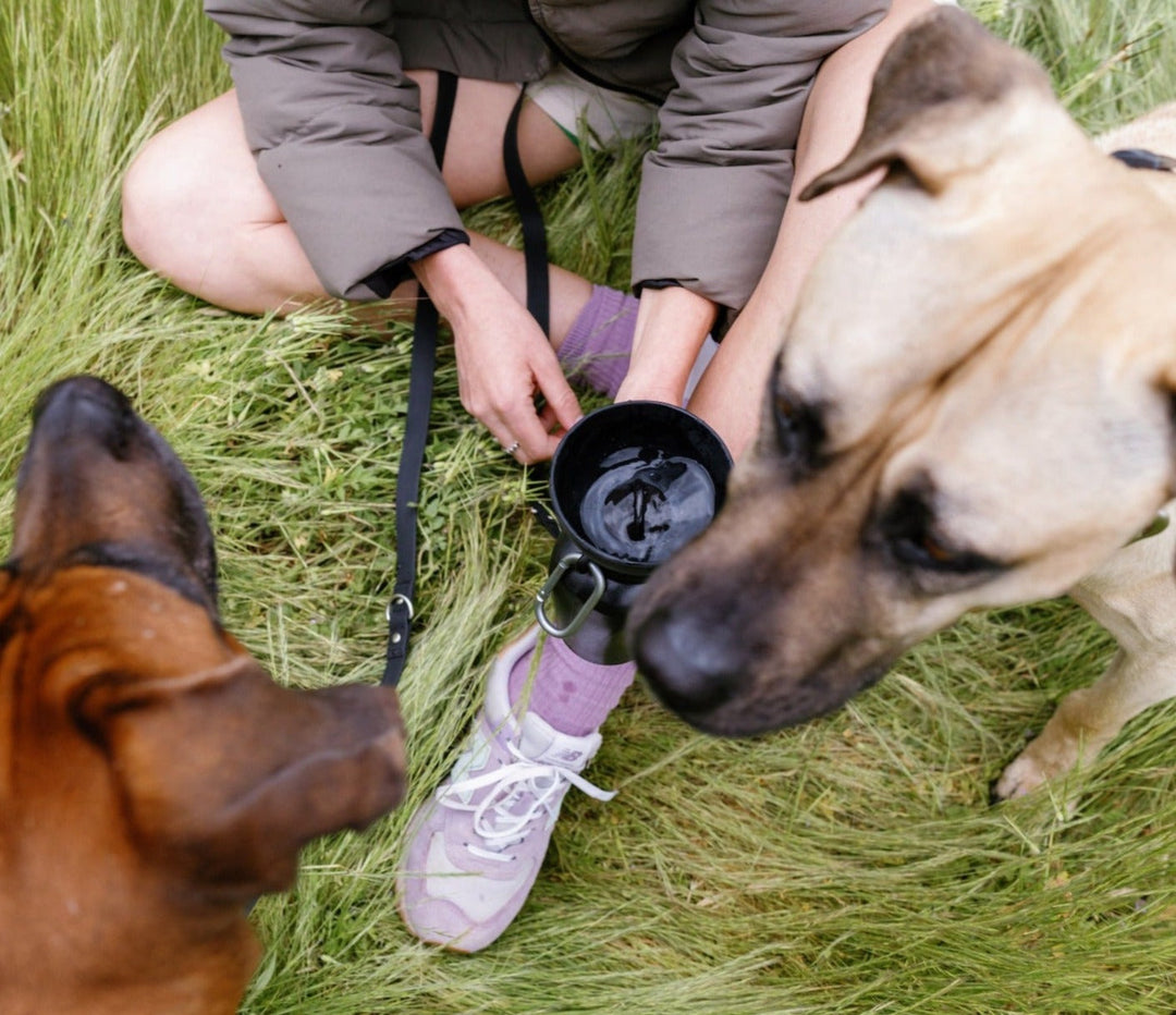 20oz Flip Travel Dog Water Bottle