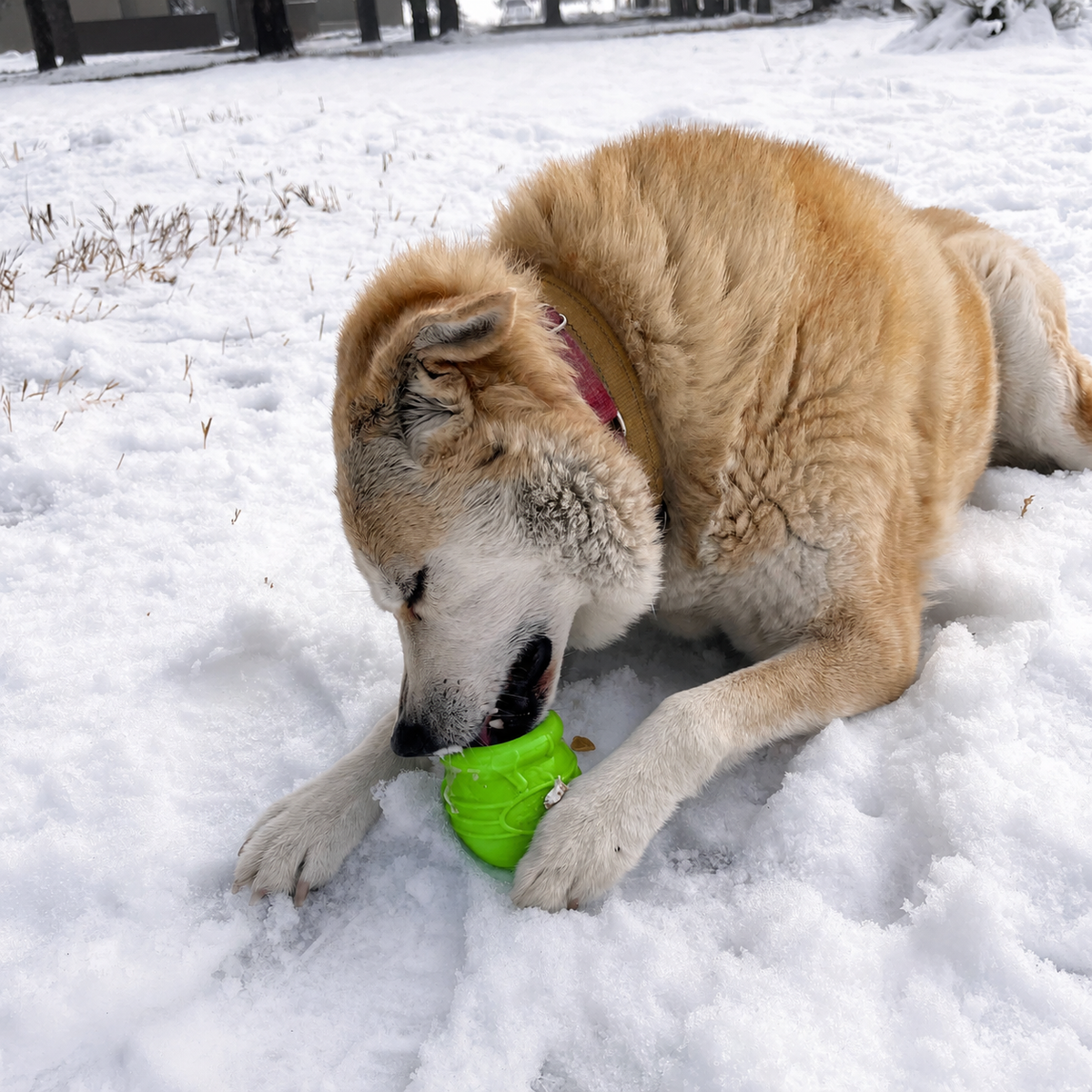Honey Pot Dog eCup Treat Dispenser | Durable PUP-X Rubber Enrichment Toy | USA Made - Limited Edition Apple Green