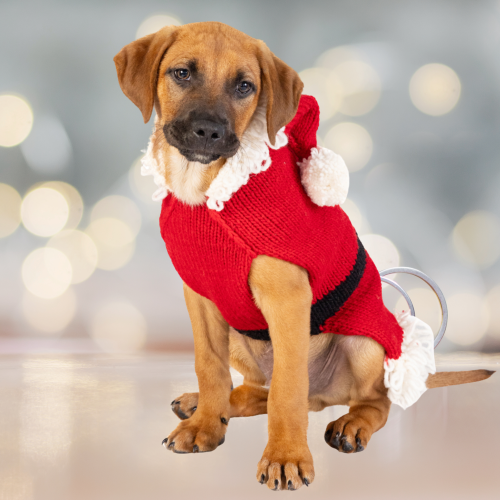 Santa Dog Sweater