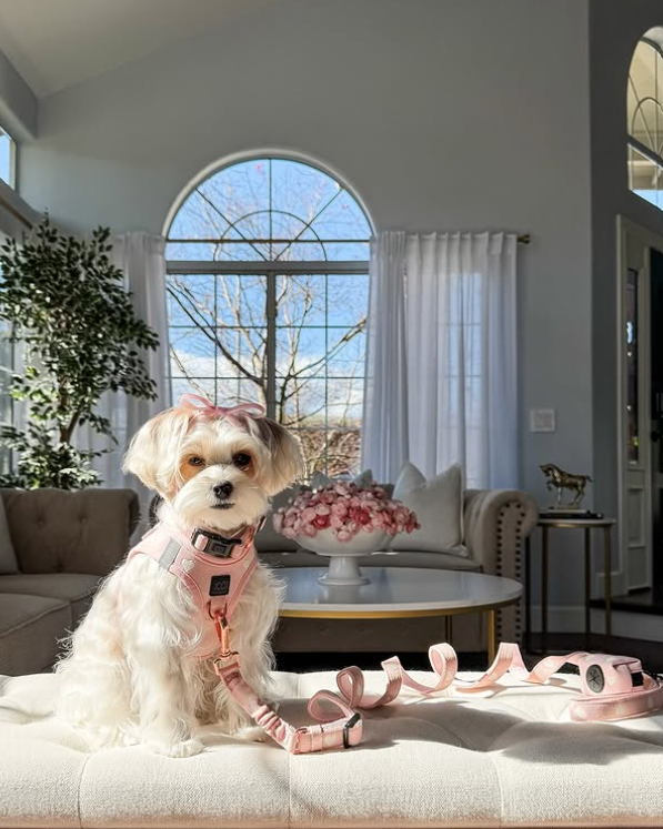 3-in-1 City Dog Leash - Sweetheart Dogistry™