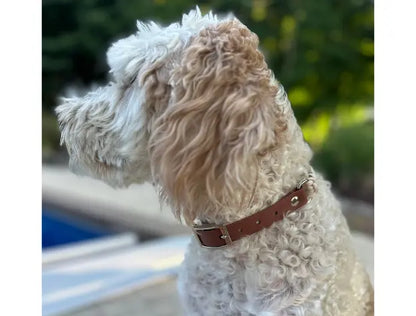 Fishtail Hand Braided Dog Collar in Tan & Cream Pawsh Pup Co.