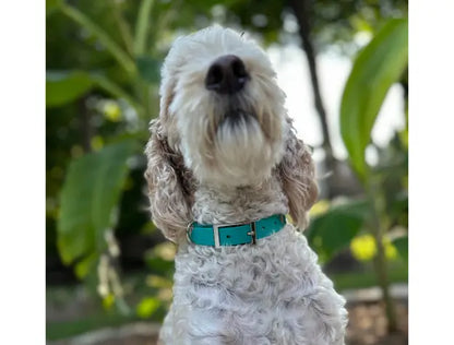 Fishtail Hand Braided Dog Collar in Teal & Cream Pawsh Pup Co.
