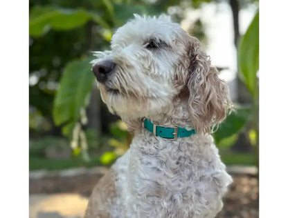 Fishtail Hand Braided Dog Collar in Teal & Cream Pawsh Pup Co.