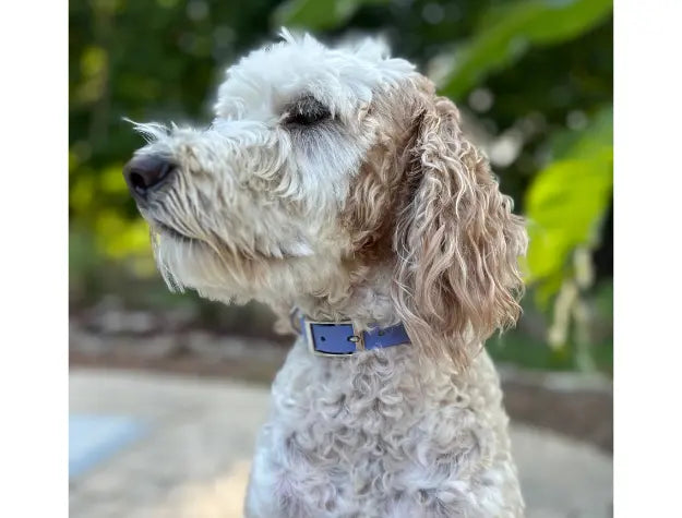 Fishtail Hand Braided Dog Collar in Lavender & Smoke Pawsh Pup Co.