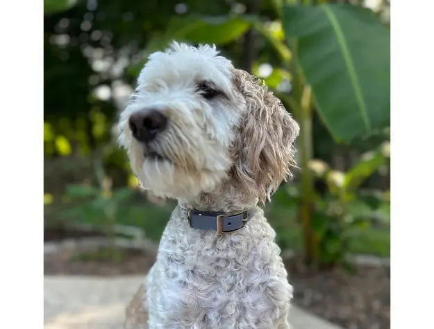 Fishtail Hand Braided Dog Collar in Graphite & Smoke Pawsh Pup Co.