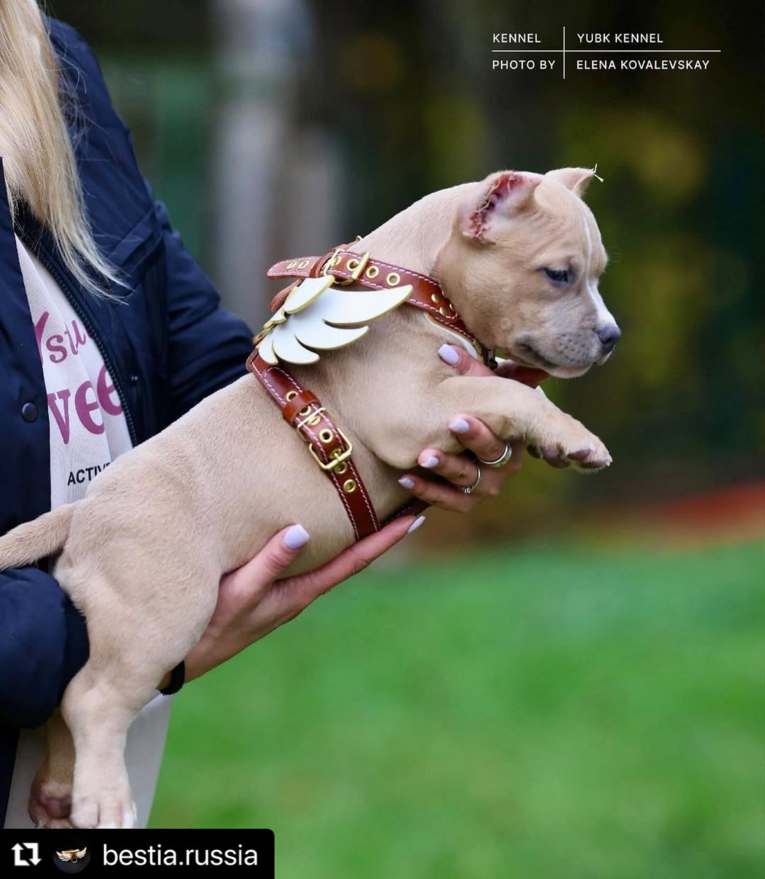 Bestia Hermes Leather Dog Harness – Small–Medium Dogs