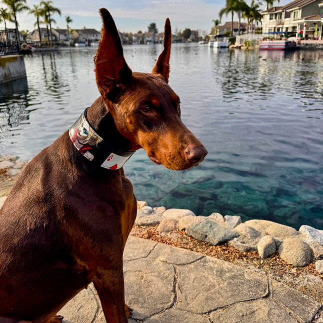 Bestia Harley Leather Dog Collar – Limited Edition