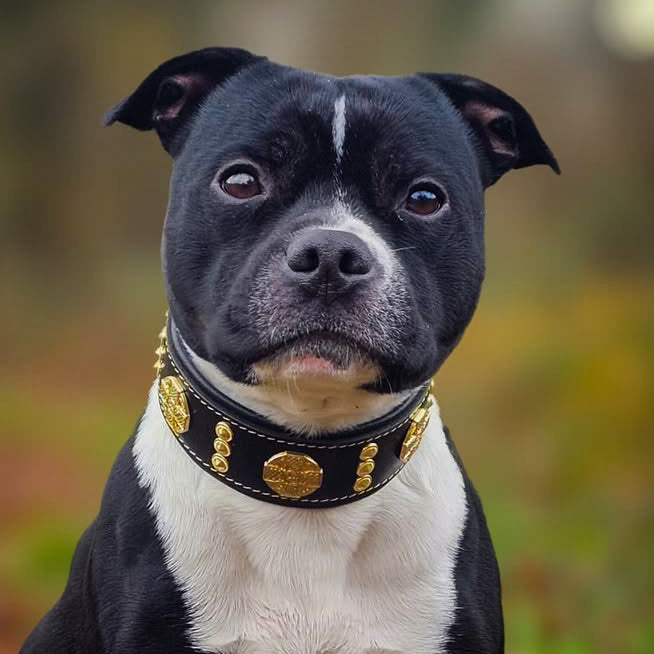 Bestia Maximus 2" Leather Dog Collar – Gold
