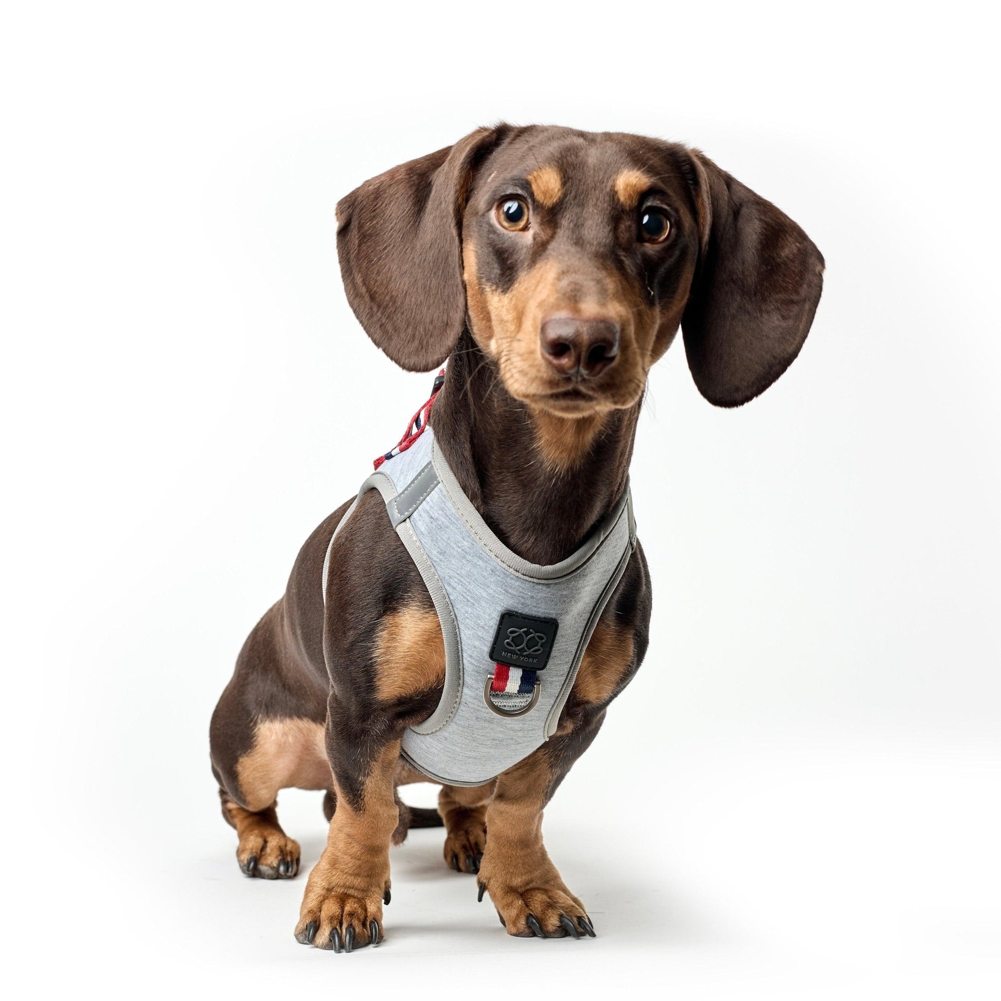 SoHo Dog Harness - Champion Dogistry™