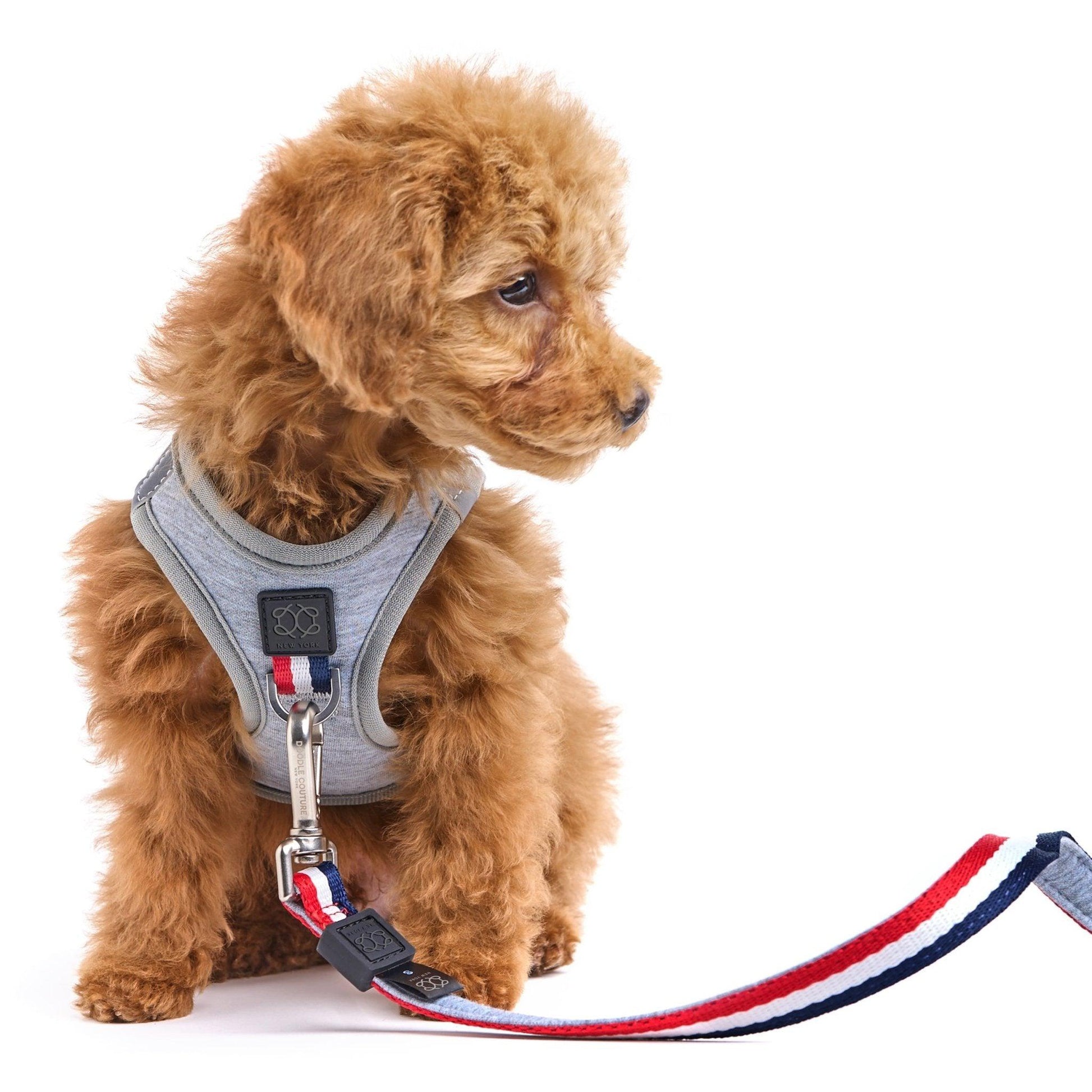 SoHo Dog Harness - Champion Dogistry™