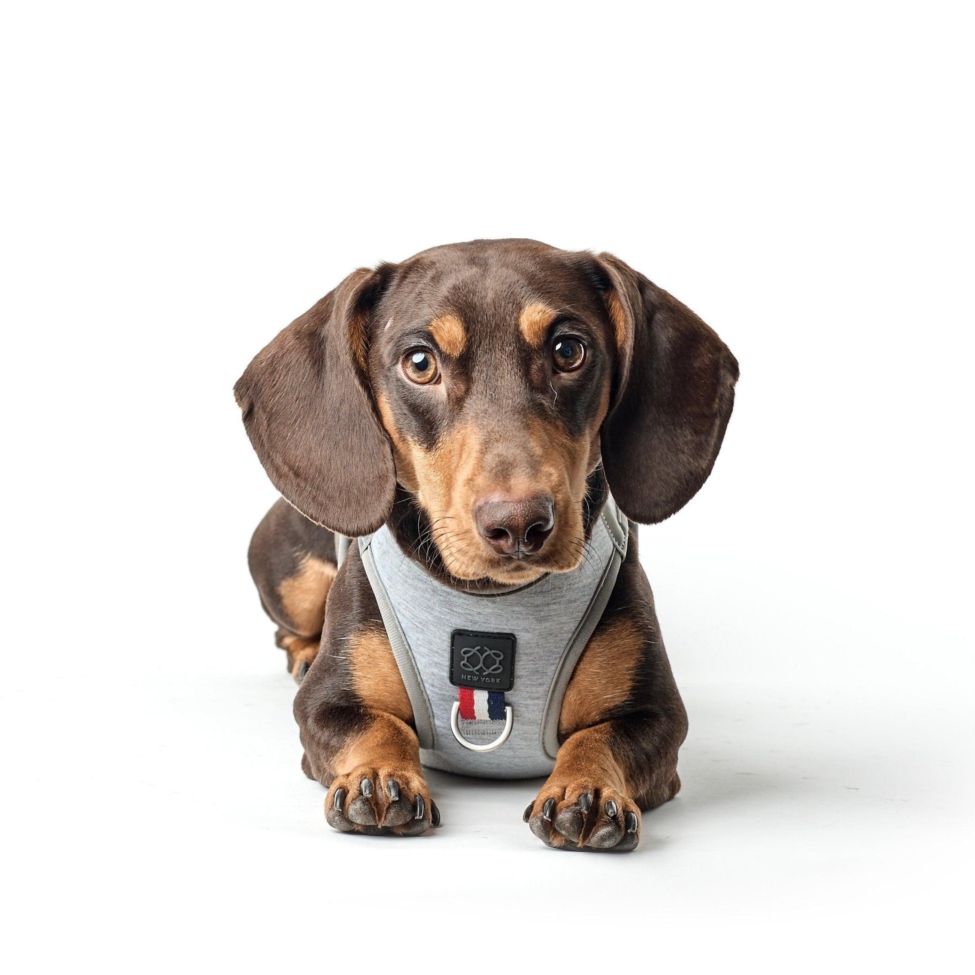 SoHo Dog Harness - Champion Dogistry™
