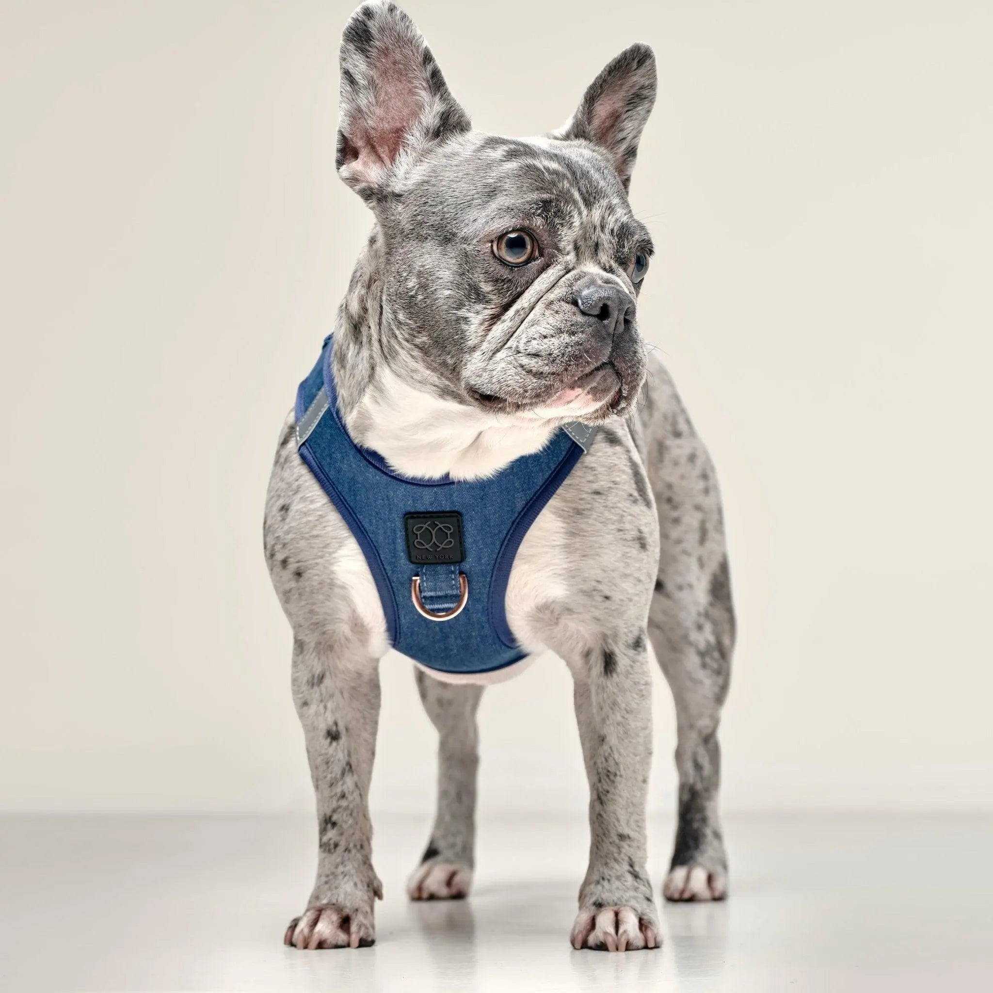 SoHo Dog Harness - Denim - K9 Outdoors