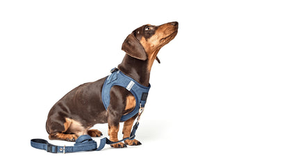 SoHo Dog Harness - Denim Dogistry™