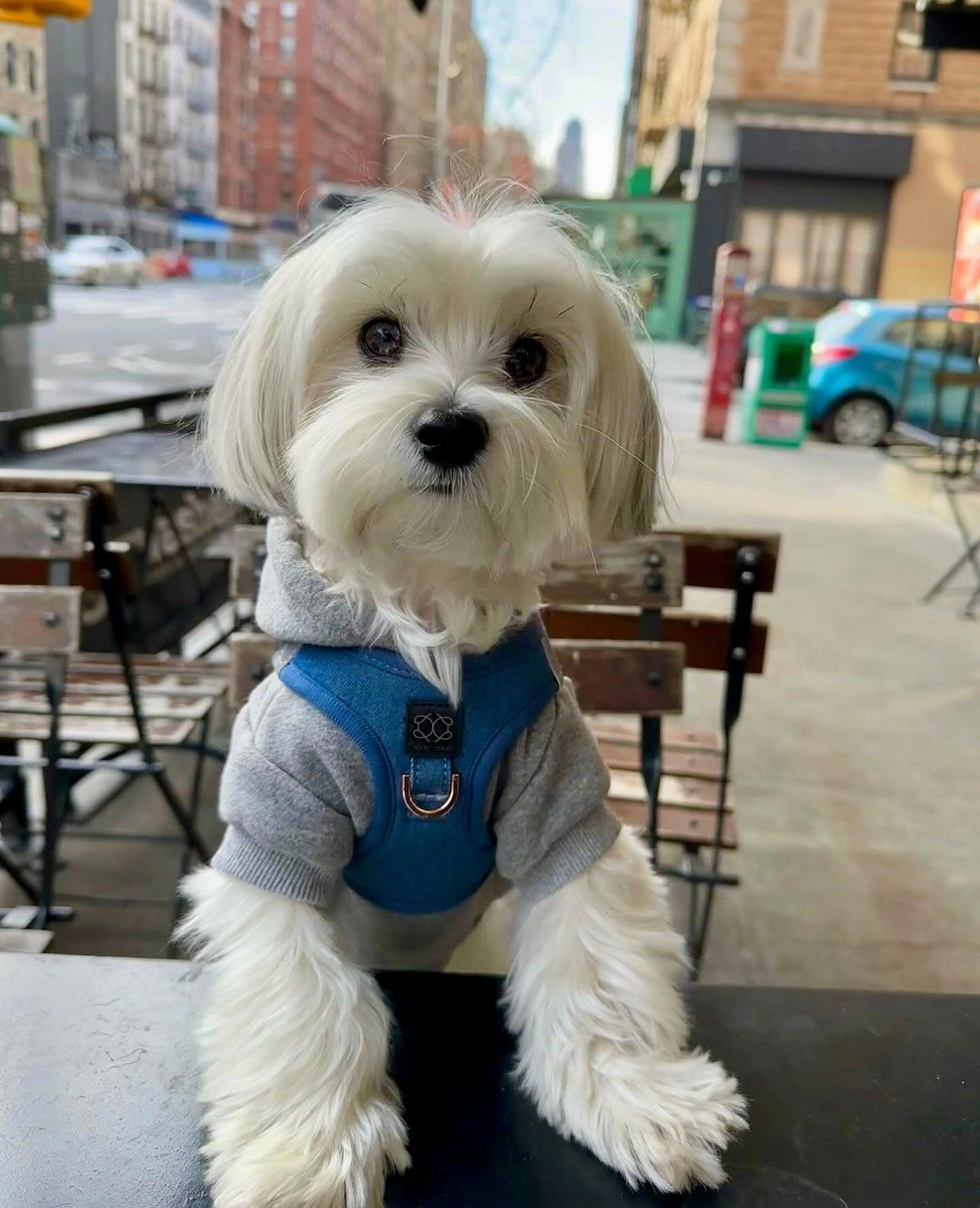 SoHo Dog Harness - Denim Dogistry™