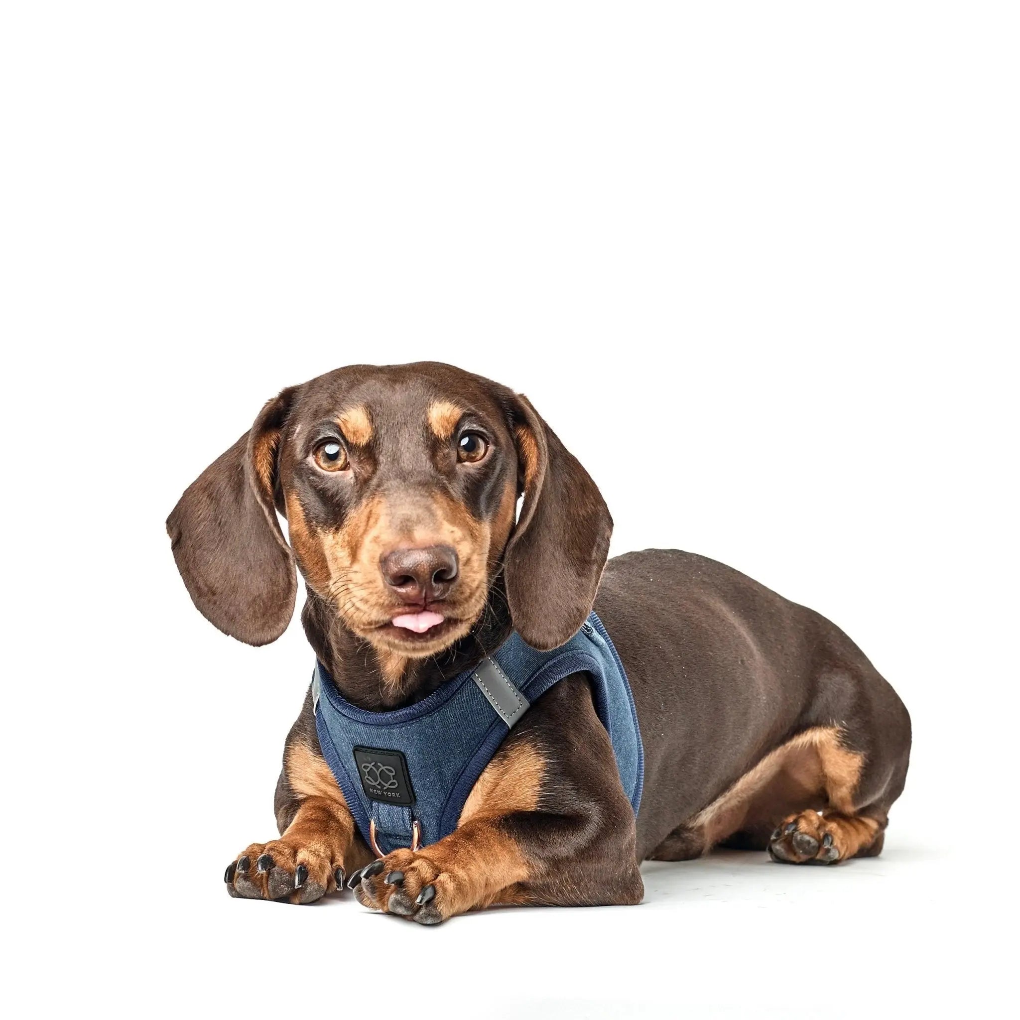 SoHo Dog Harness - Denim - K9 Outdoors