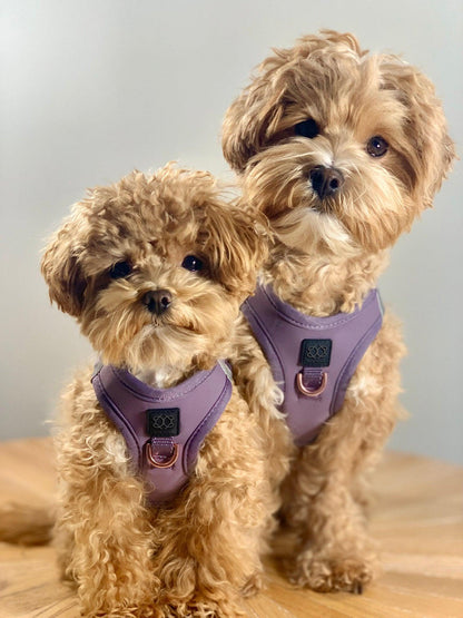 SoHo Dog Harness - Lilac Gray Dogistry™