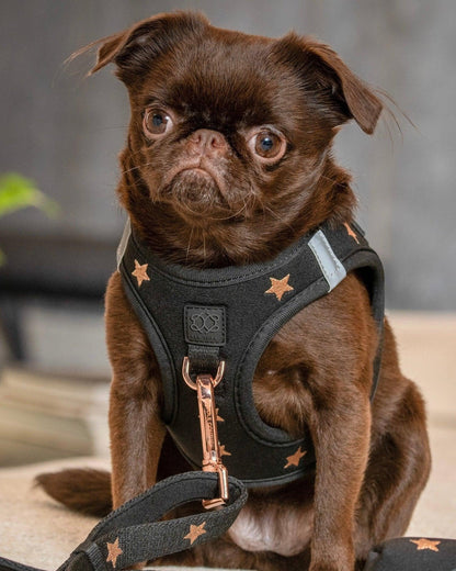 SoHo Dog Harness - Rockstar Dogistry™