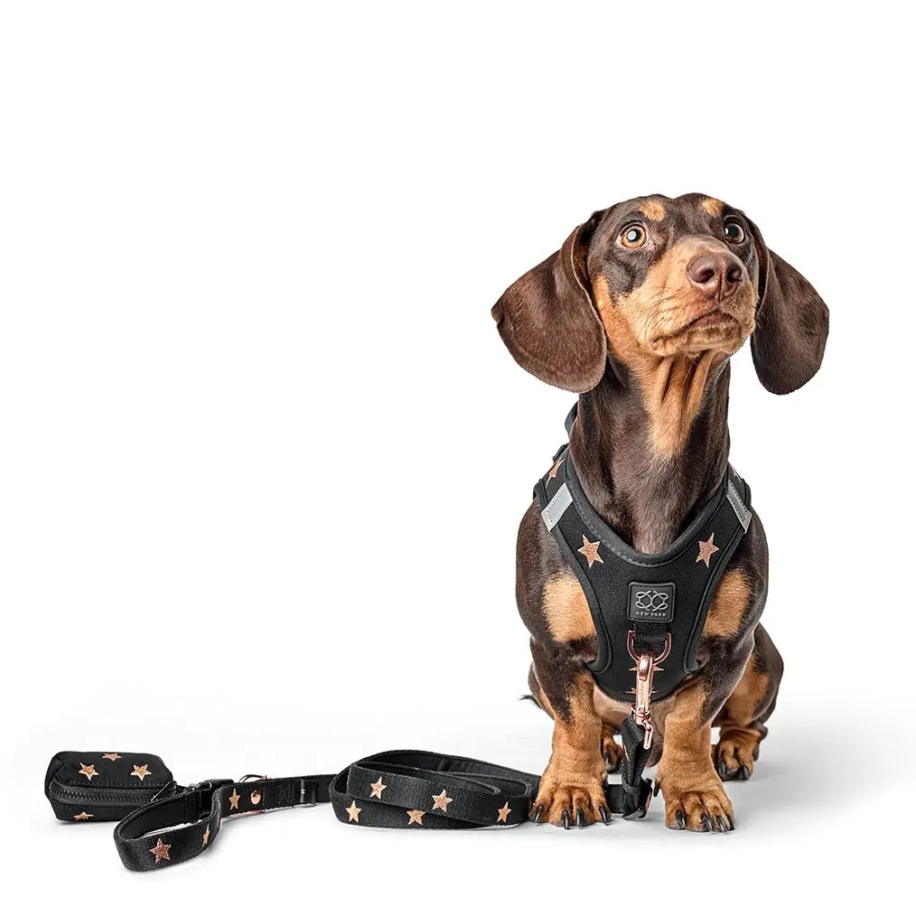 SoHo Dog Harness - Rockstar - K9 Outdoors