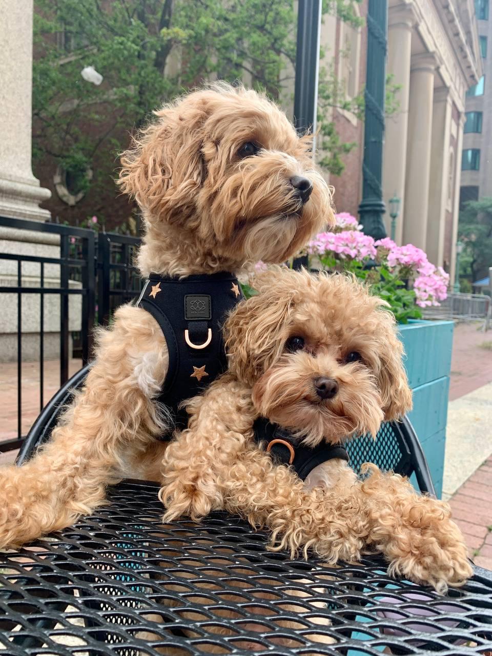 SoHo Dog Harness - Rockstar Dogistry™