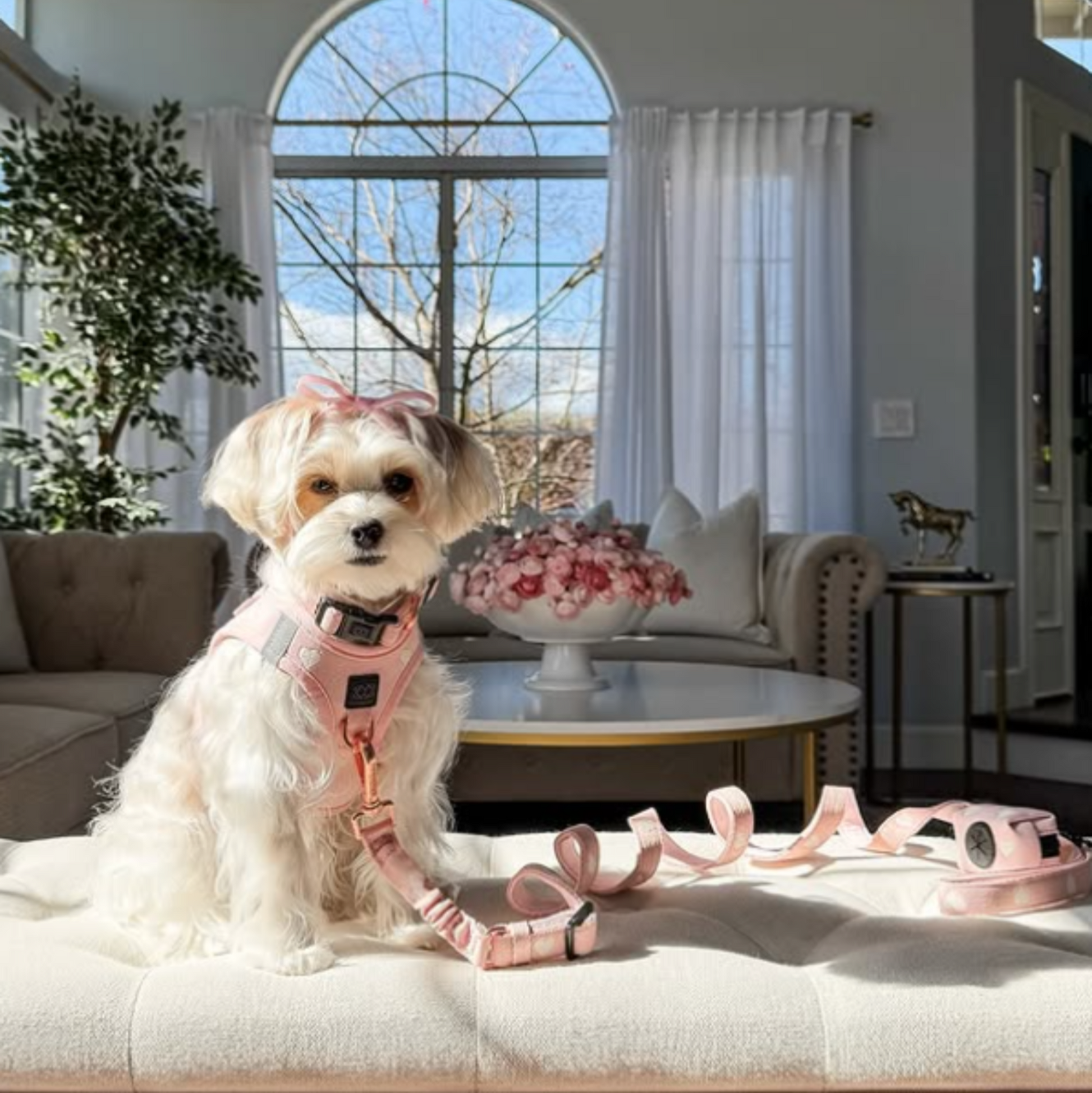SoHo Dog Harness - Sweetheart Dogistry™