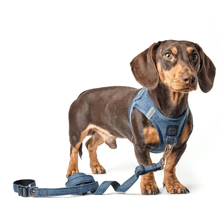 SoHo Dog Harness - Denim - K9 Outdoors