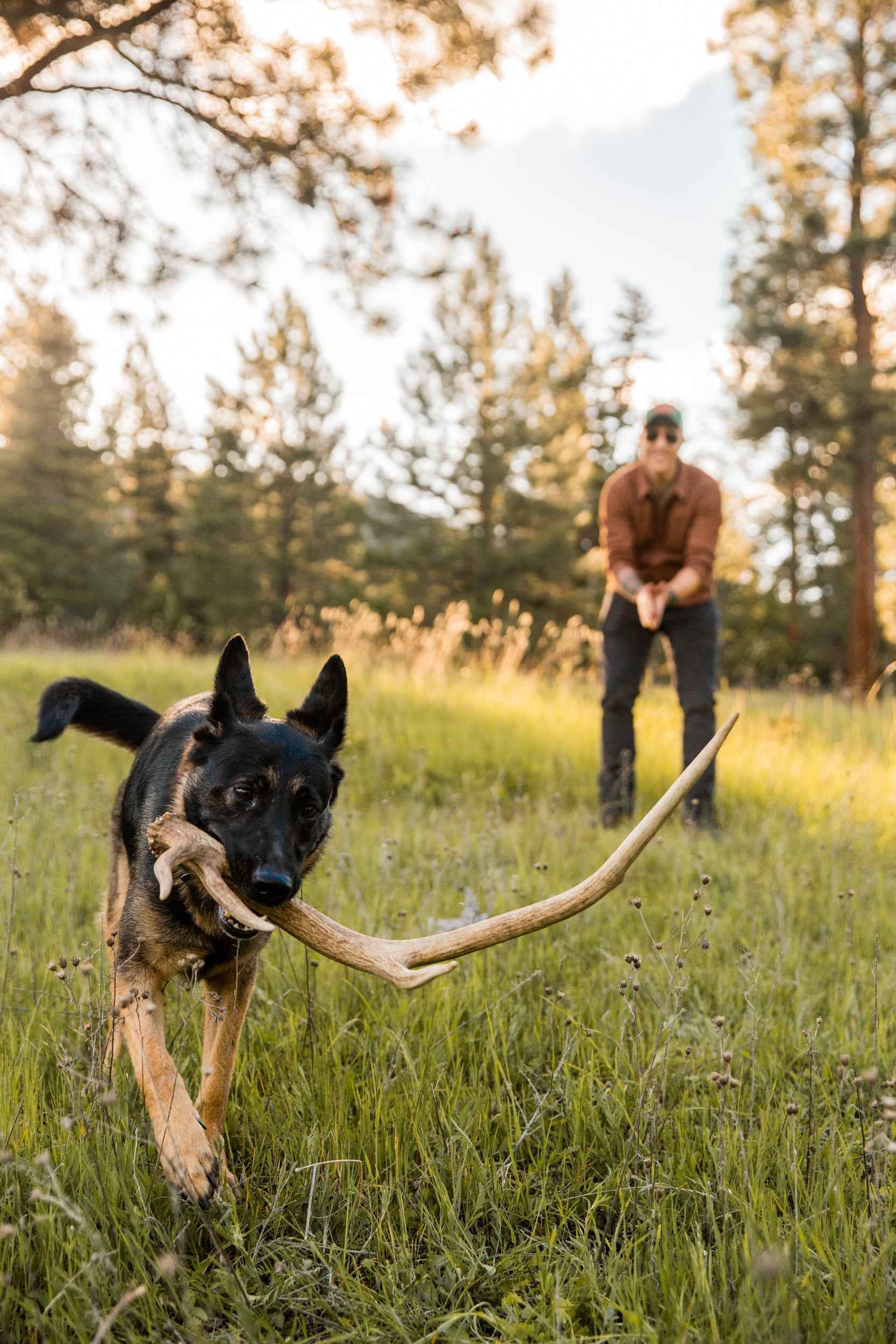 Shed Hunting 101: Train Your Dog to Find Antlers