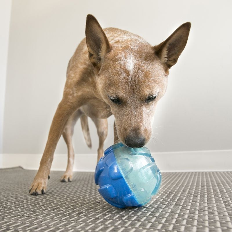 KONG Rewards Ball treat dispensing toy