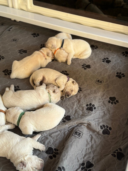 EZclassic Windowed Whelping Box Set w/Rail Assembly EZwhelp