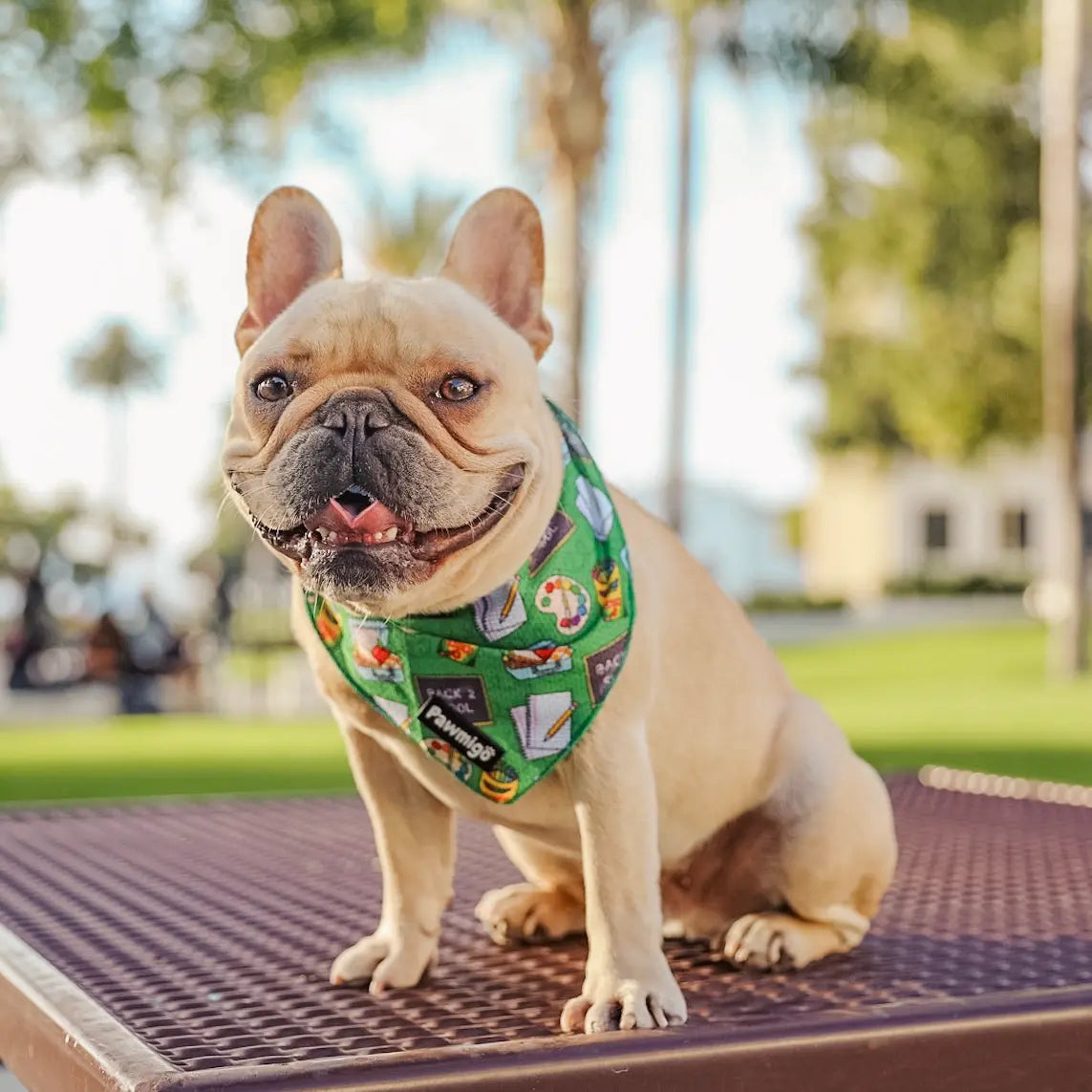 Teacher's Pet Cooling Bandana Pawmigo